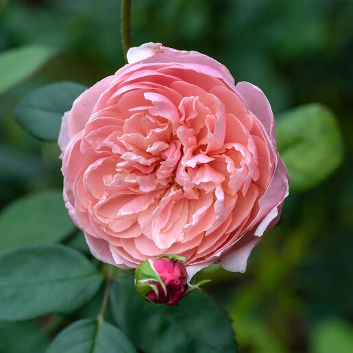Rosa X The Alnwick Rose David Austin English Shrub Rose | SiteOne US